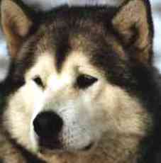 malamute sled dog