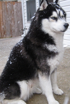 black male siberian husky