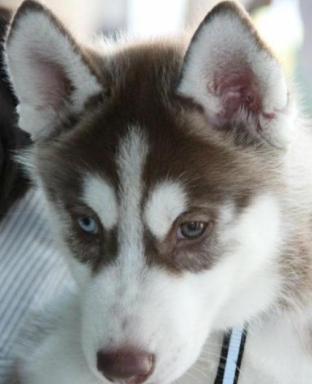 cute male husky