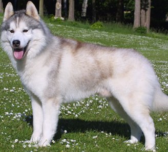 grey male husky