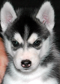 male husky puppy