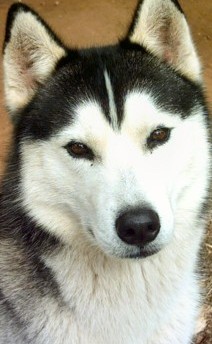 male siberian husky