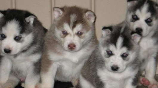 male siberian puppies