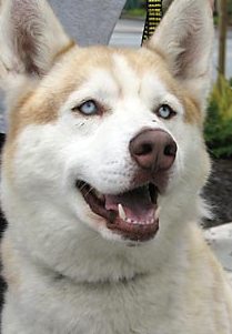 red male siberian husky