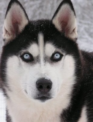 siberian husky male