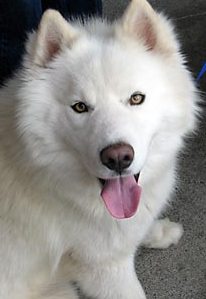 white male siberian husky