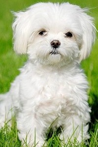 adorable maltese