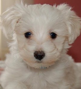 cute maltese