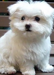 male maltese