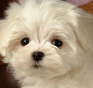 maltese dog