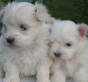 maltese puppies