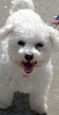 white maltese puppy