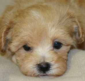 Cute Maltipoo Puppy