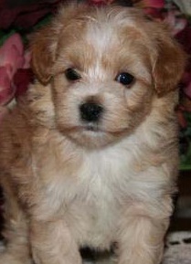 Maltipoo Dog