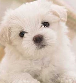 Maltipoo Mix