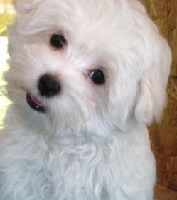 Maltipoo Picture