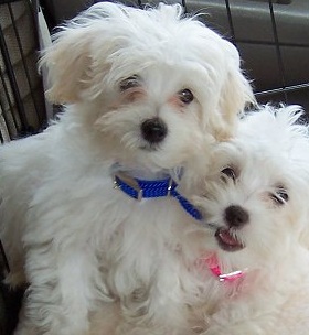 Maltipoo Puppies