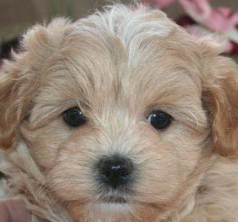 Maltipoo Puppy Picture