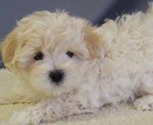 Maltipoo Puppy