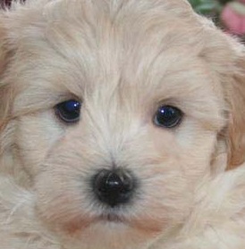 Maltipoo