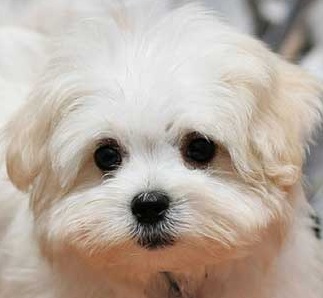 White Maltipoo Puppy