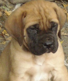 Cute Mastiff Puppy