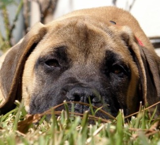 Mastiff Dog