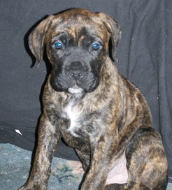 Mastiff Mix