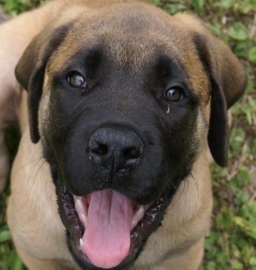 Mastiff Picture