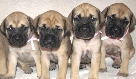 Mastiff Puppies