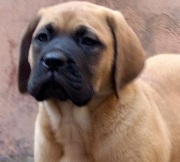 Mastiff Puppy Picture