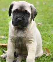 Mastiff Puppy