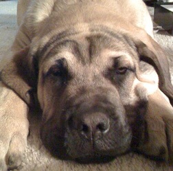 Mastiff