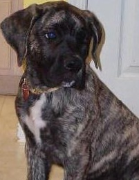 Brindle Mastiff Puppy