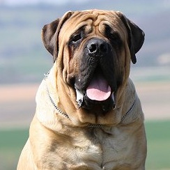 Neapolitan Mastiff Puppy