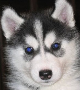 blue eyed mini husky