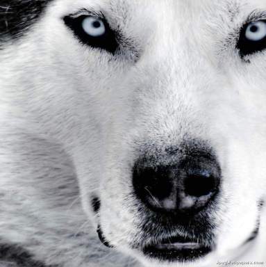 husky wolf