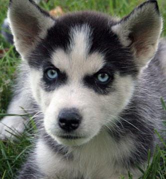 mini husky