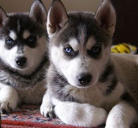 miniature huskies