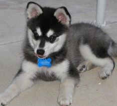 miniature husky