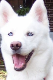 white husky dog