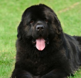 Black Newfoundland Puppy