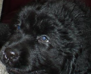 Cute Newfoundland Puppy