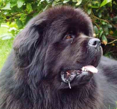 Newfoundland Dog