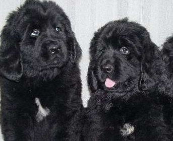 Newfoundland Puppies