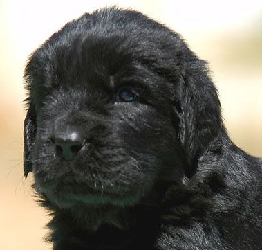 Newfoundland Puppy Picture