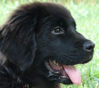 Newfoundland Puppy