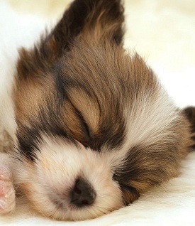 cute papillon puppy