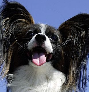 papillon picture