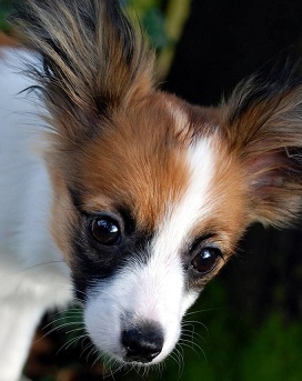 papillon pup